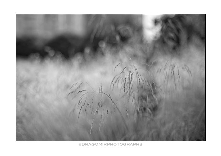 Summer Grass 