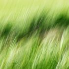 Summer-grass in the wind/ Sommergras im Wind 