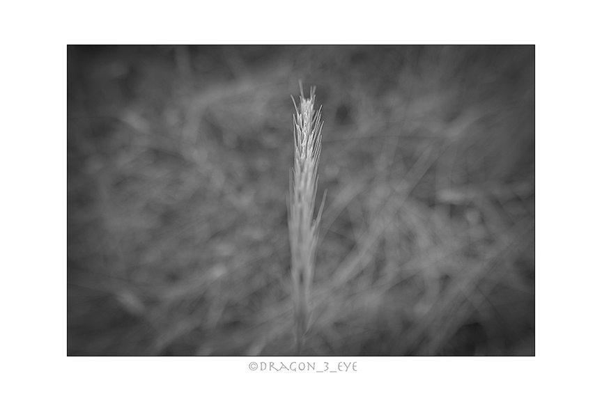 Summer Grass One 