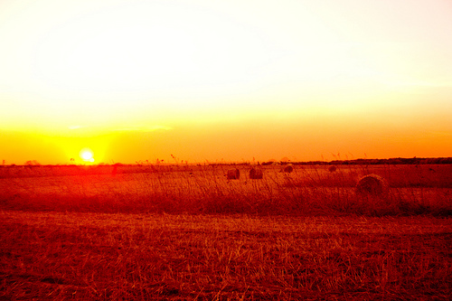 Summer Harvest by Gregory Carpenter 