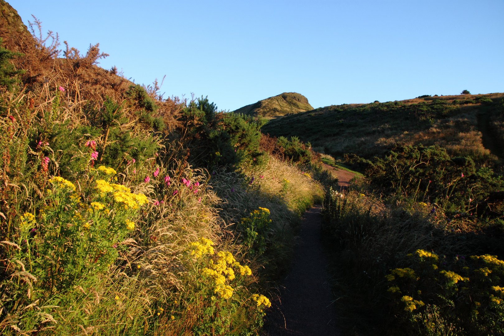 Summer has arrived in Scotland (2)