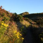 Summer has arrived in Scotland (2)