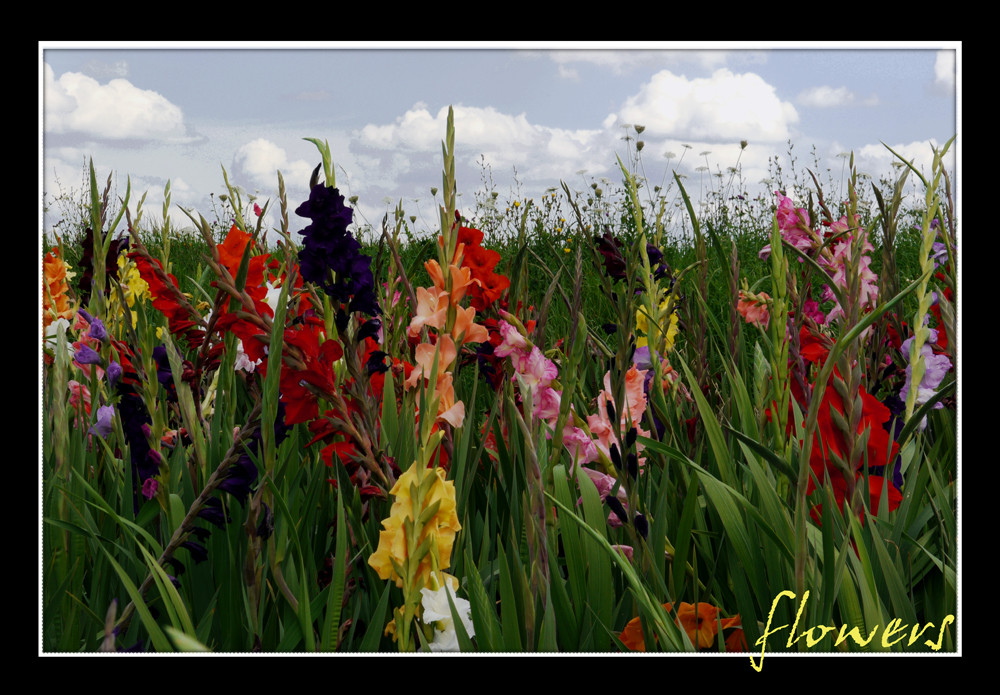 summer hayfield