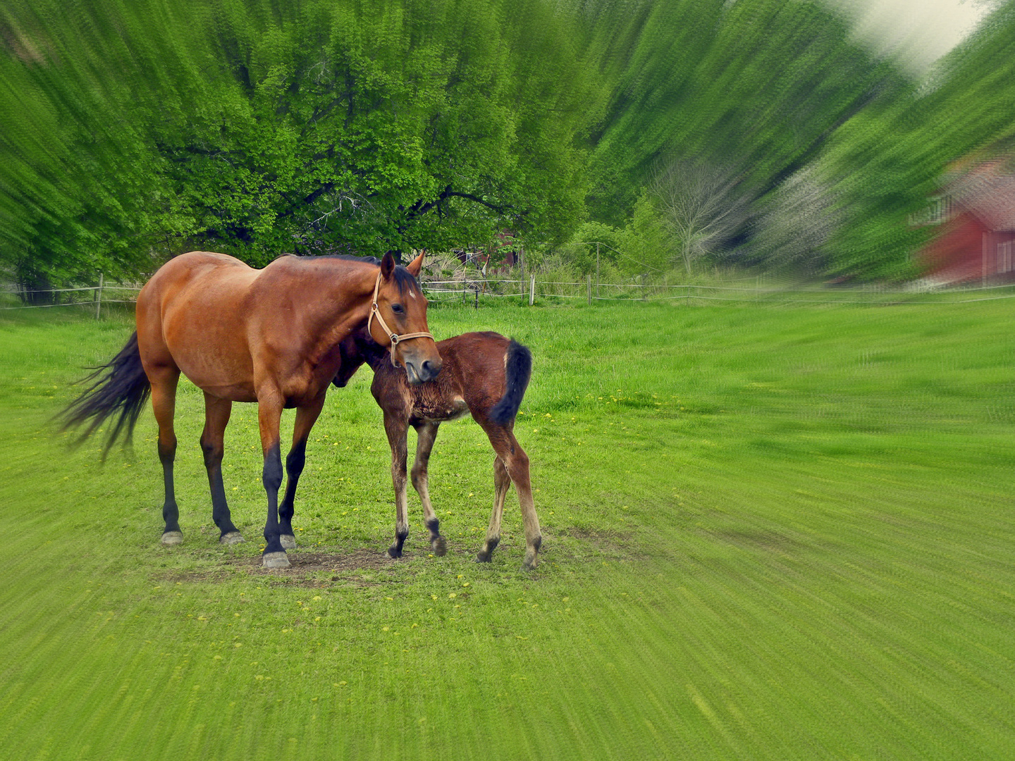 summer horses