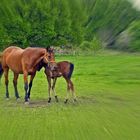 summer horses