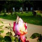 Summer impression from Rosarium