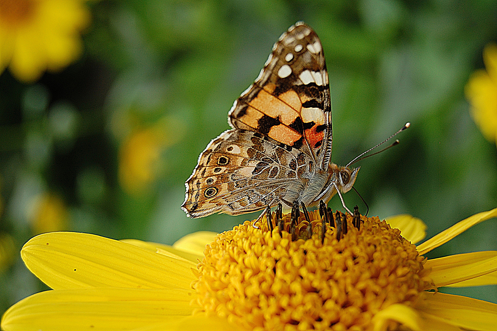 Summer Impressions