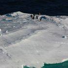 Summer in Antarctica - Just Drifting Along