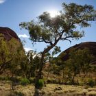 Summer in australia