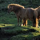 *summer in scotland 3*