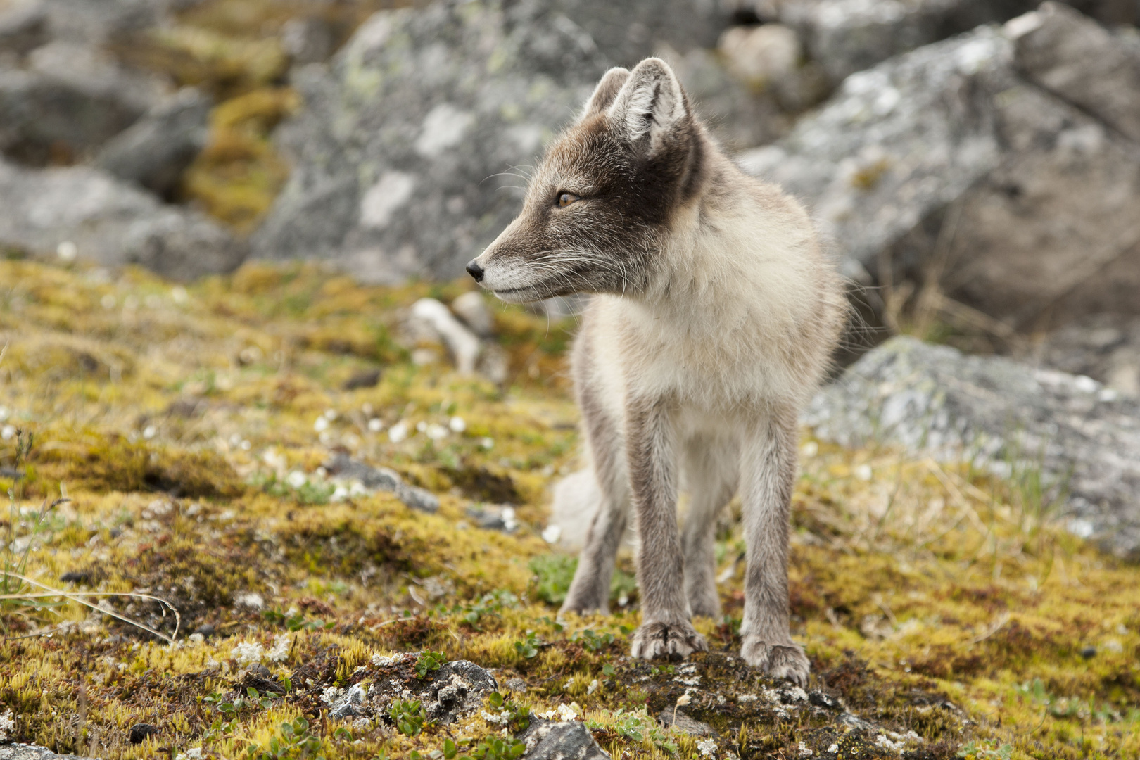 Summer in Svalbard