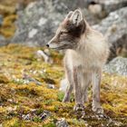 Summer in Svalbard