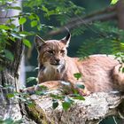 Summer in the Bavarian Forest