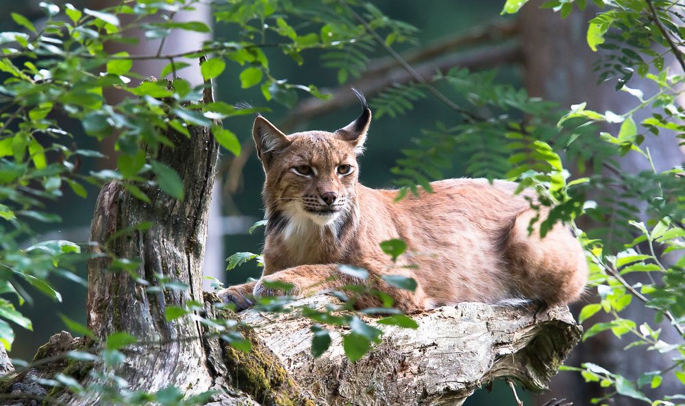 Summer in the Bavarian Forest