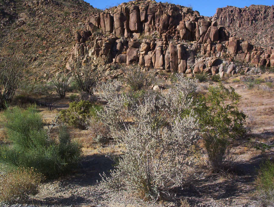 Summer in the Desert