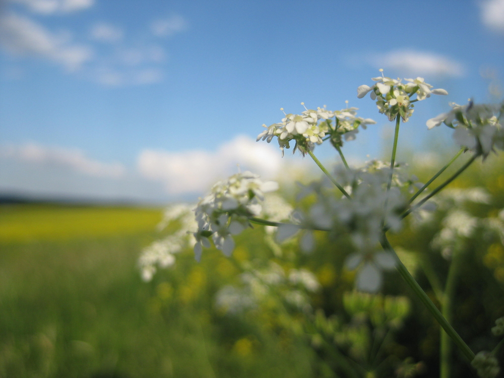 Summer in the field