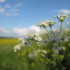 Summer in the field