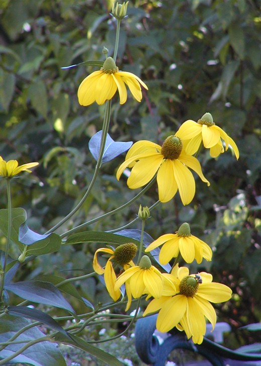 Summer in the Garden