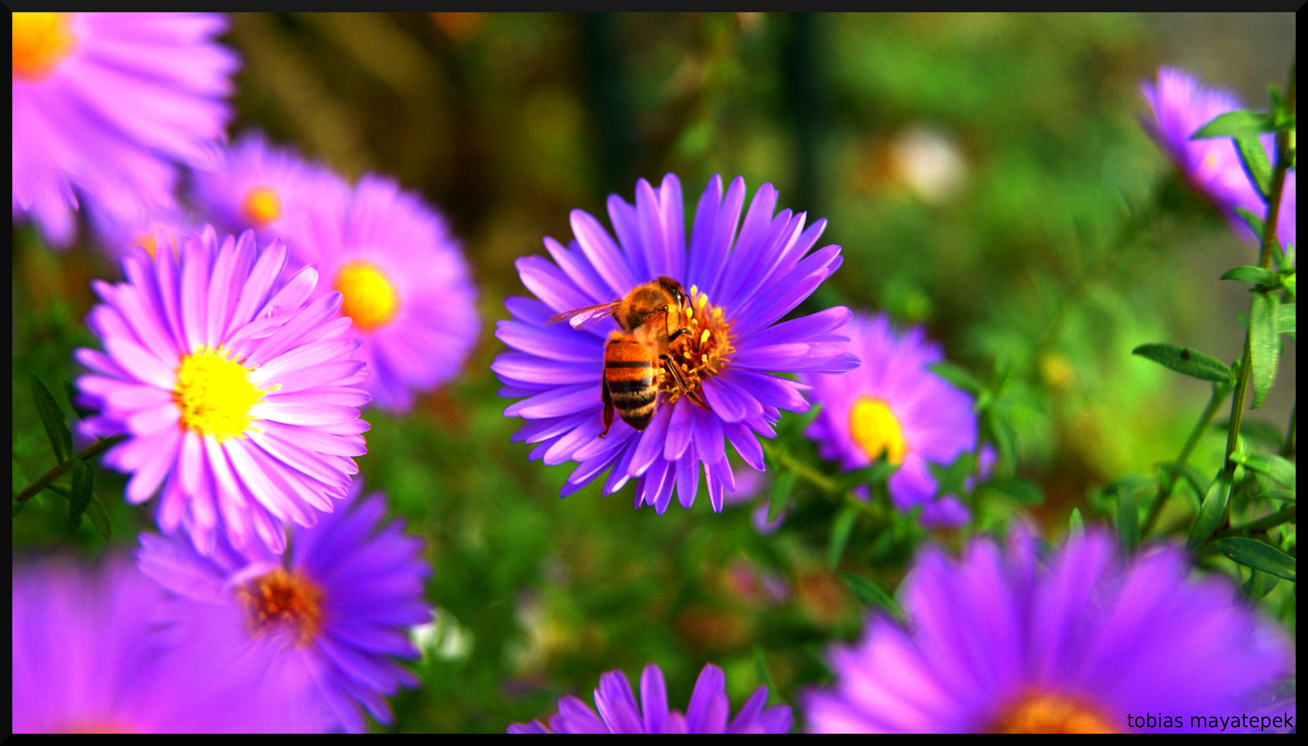 Summer in the garden