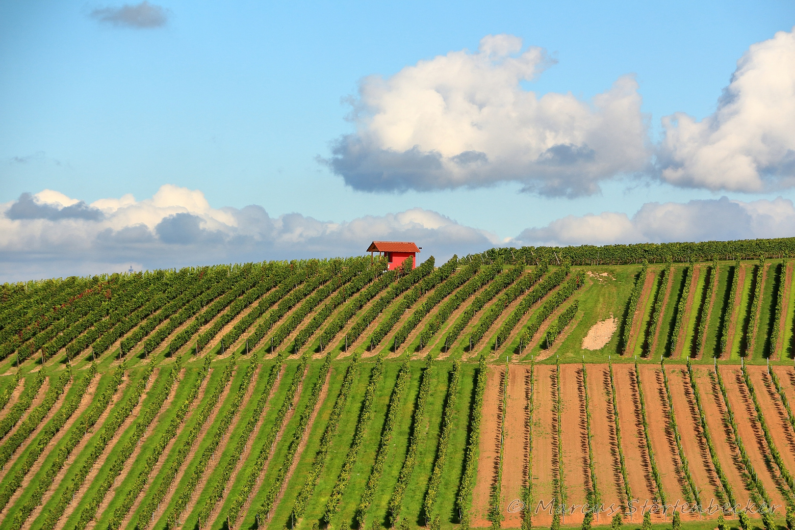 summer in the vineyard