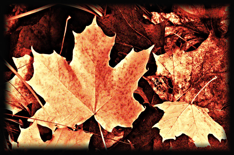 Summer is gone and another leaf has fallen to the ground