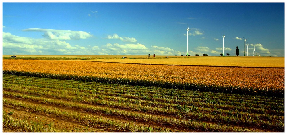 Summer landscape