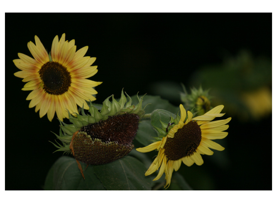 summer leaves