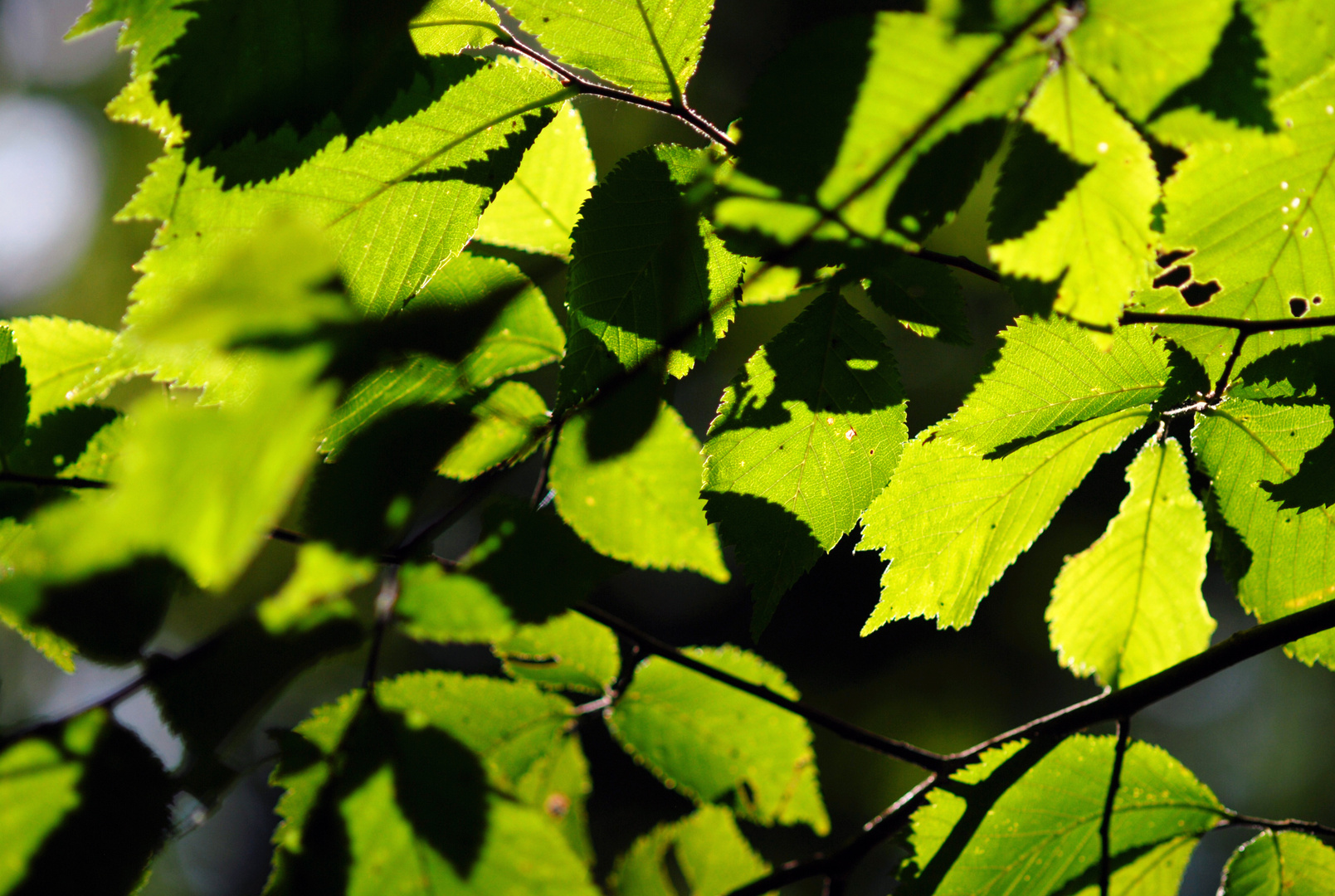 SUMMER LEAVES