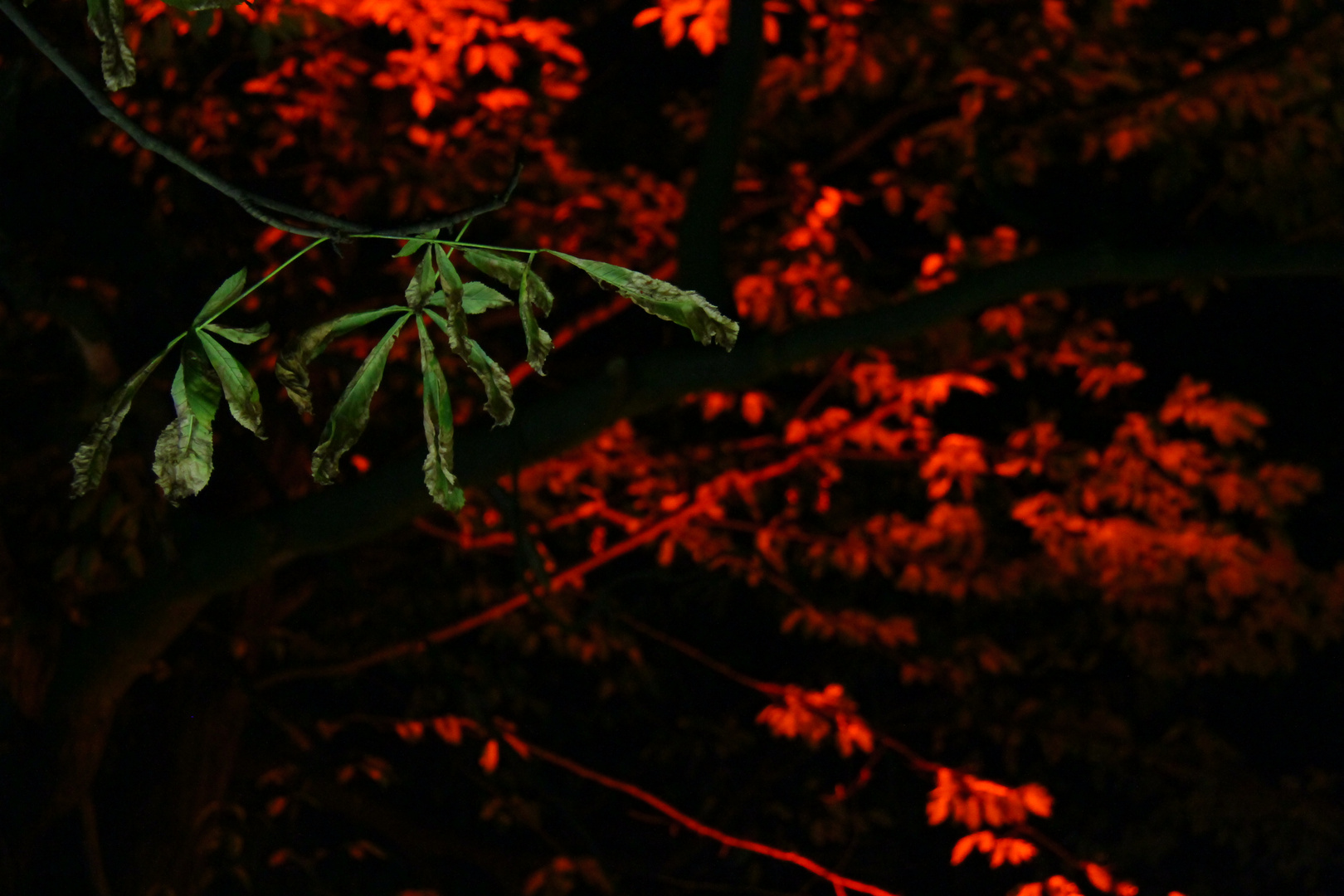 Summer leaves withered