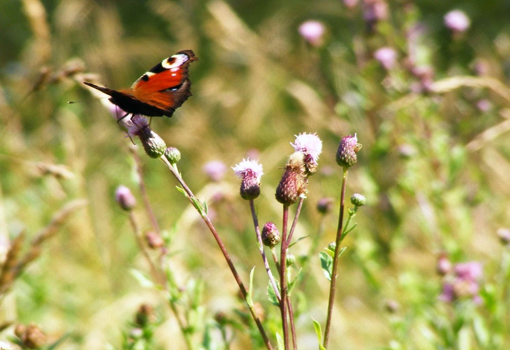 summer meadow