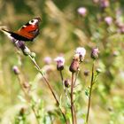 summer meadow