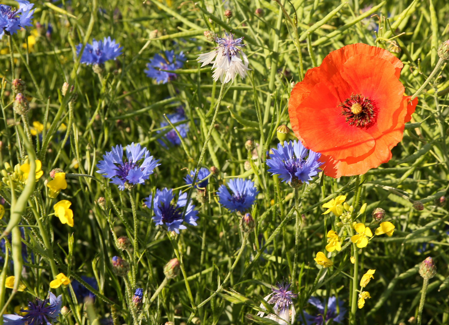 summer meadow