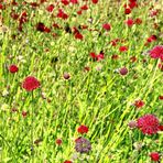 Summer Meadow