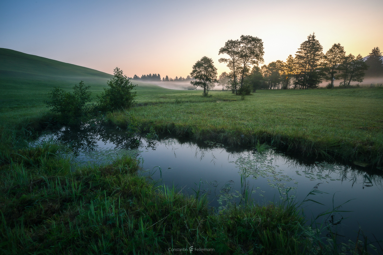 Summer Meadow