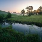 Summer Meadow