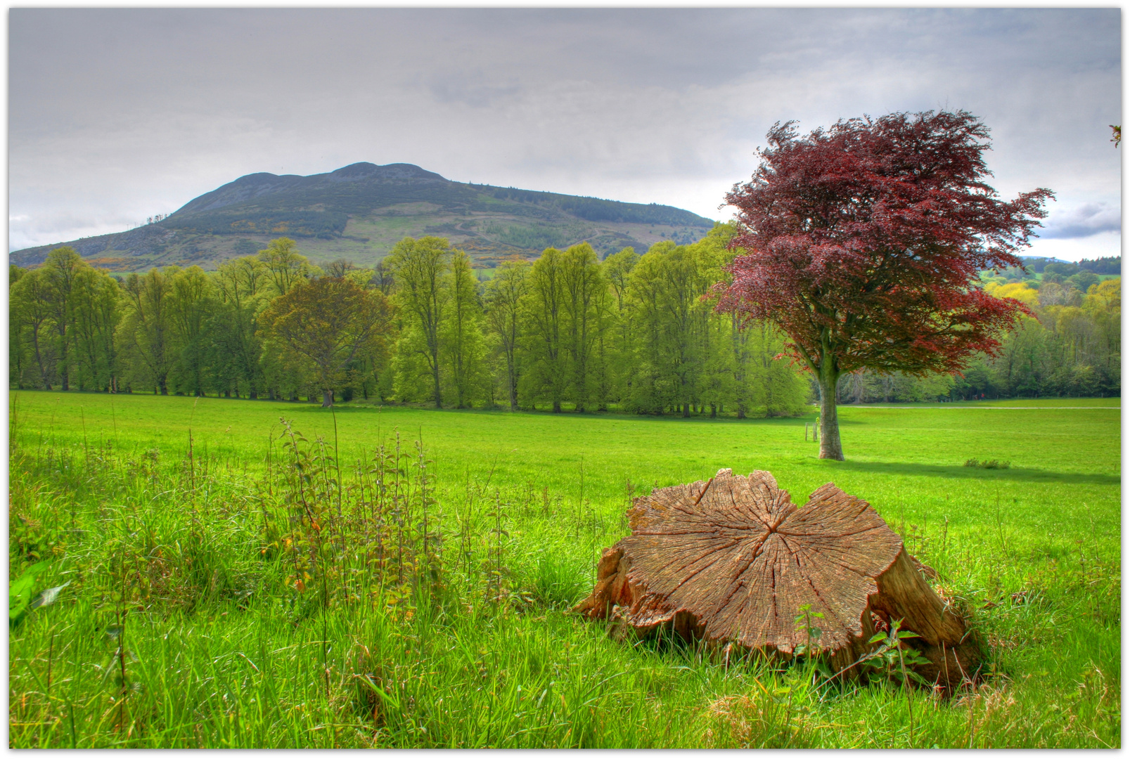 Summer Meadow