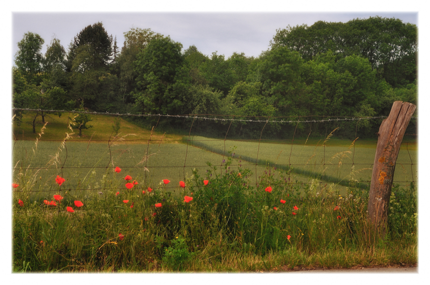 summer meadows I