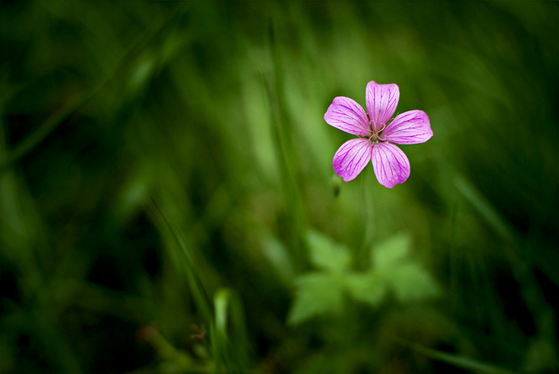 summer melody