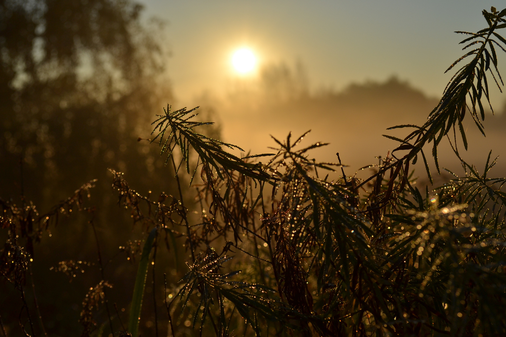 Summer morning 2