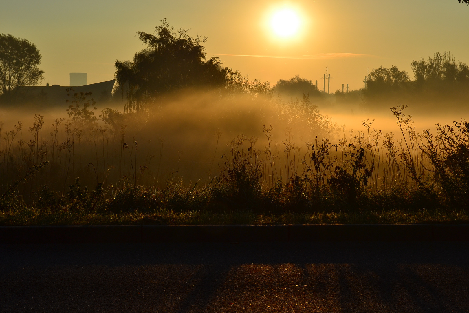 Summer morning