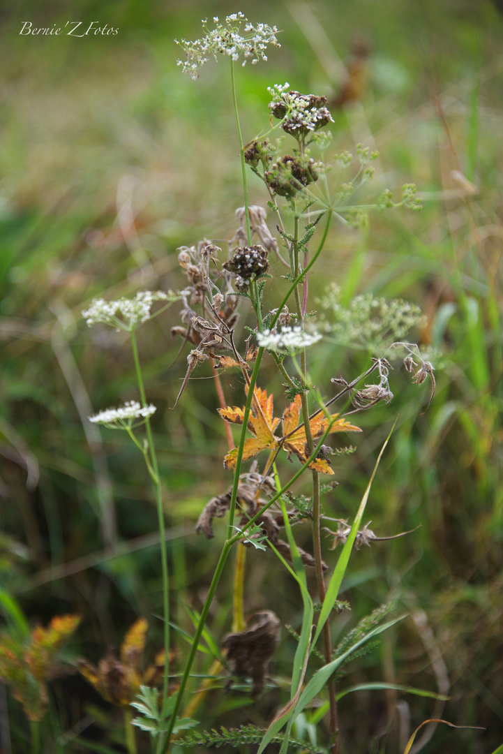 Summer mountain pot-pourri