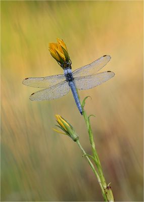 Summer 'nineteen....