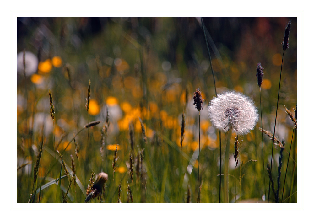 Summer Passing - Der Sommer geht vorbei