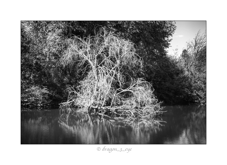 Summer Pond 