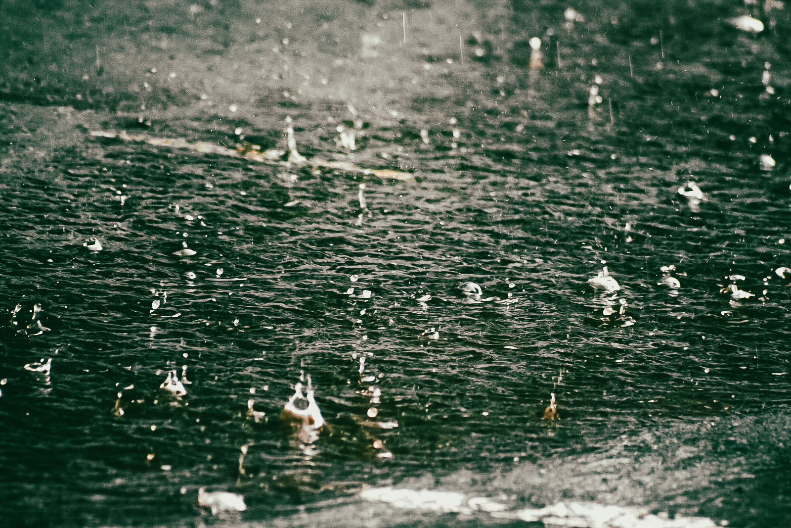 summer rain drops