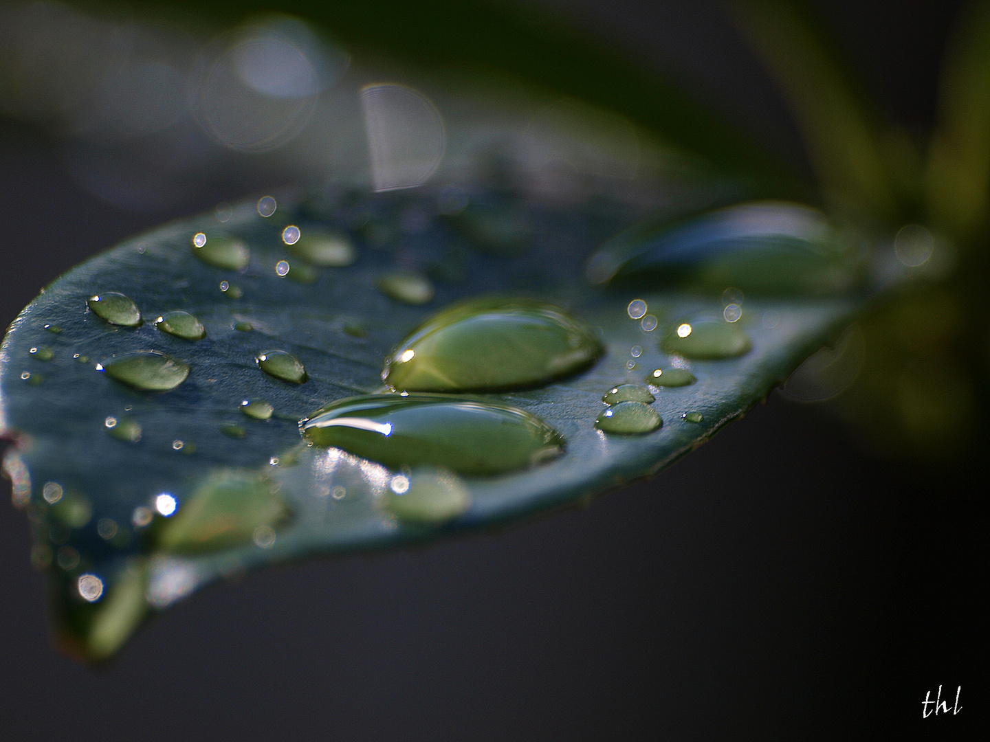 summer rain