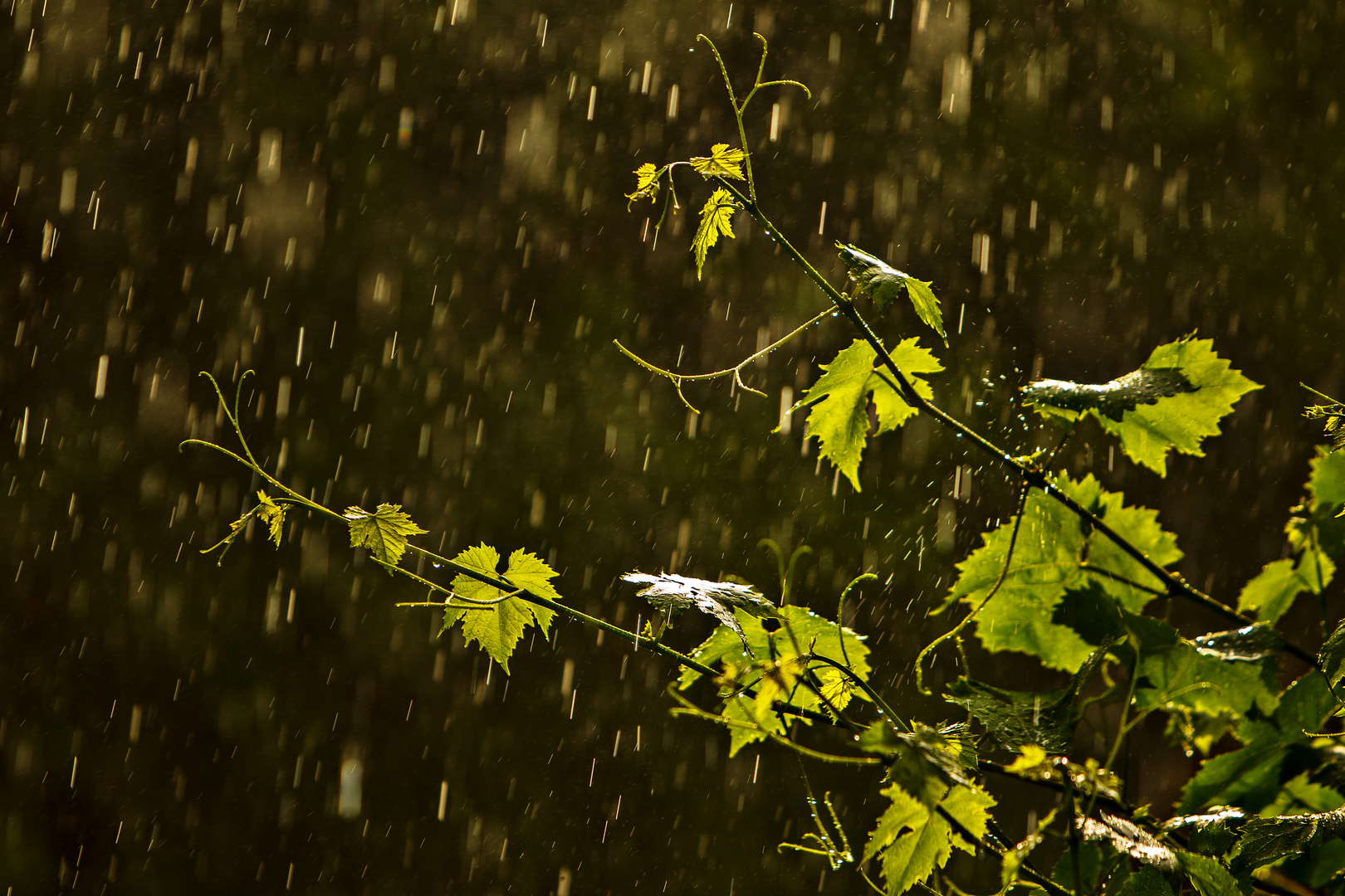 "Summer Rain" oder: Der "Sauna-Aufguß"