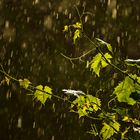 "Summer Rain" oder: Der "Sauna-Aufguß"