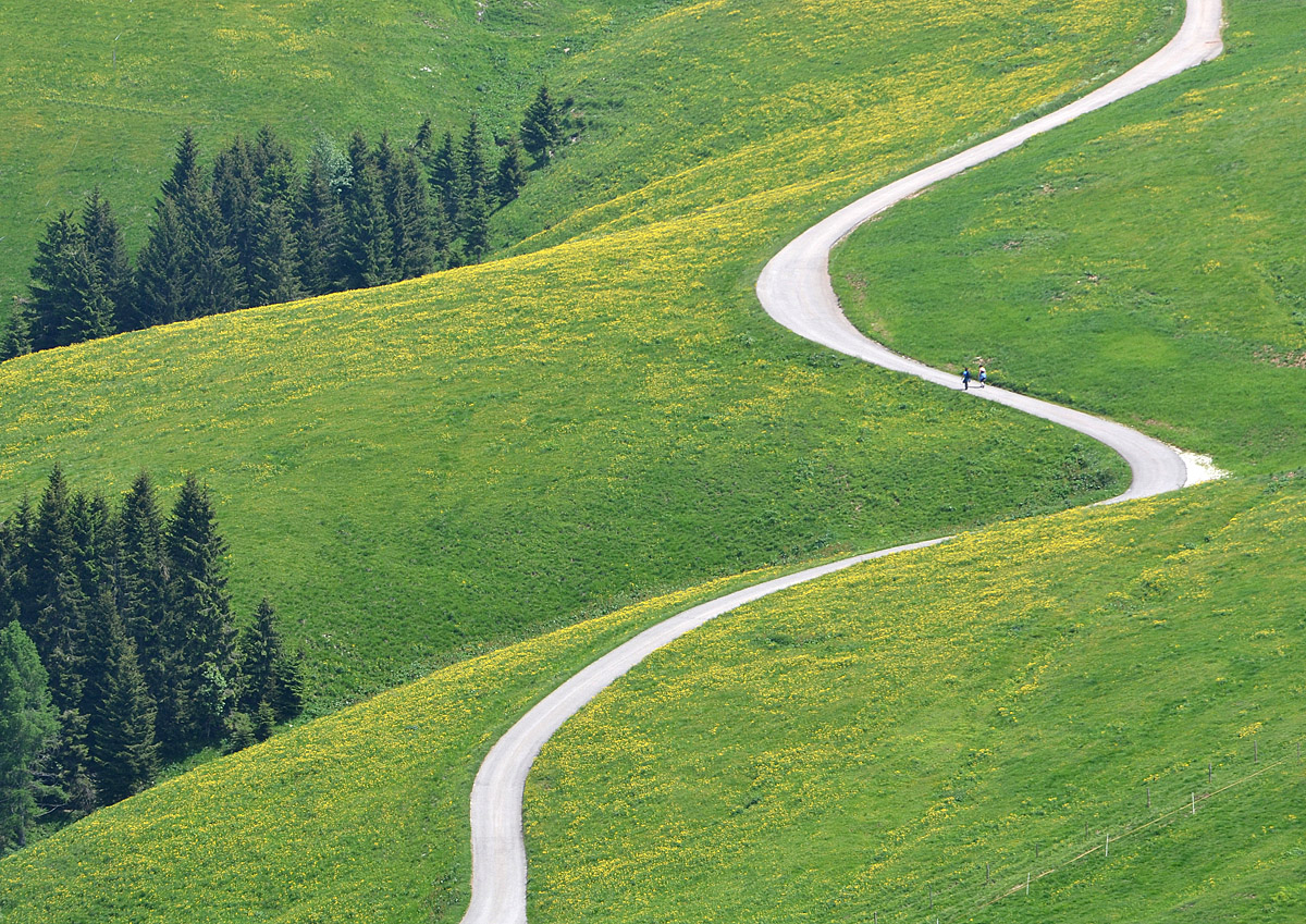 Summer: road in the flowering meadows