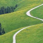 Summer: road in the flowering meadows